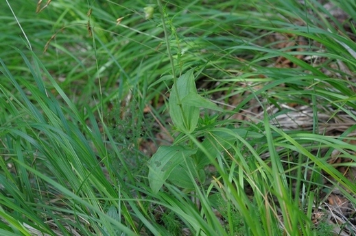 helleborine  Apuane